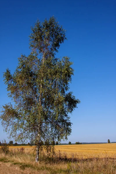 Yaz gökyüzü manzarası, güzel bir huş ağacı ve yaz sonu