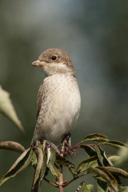 Kırmızı sırtlı Örümcekkuşu Portresi, harika bir benzetme.