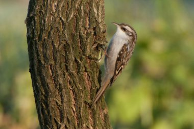 Kısa burunlu Ağaç Bekçisi, doğal ortamda bir ağaç kuşu, yakın plan.