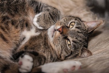 Gri kedicik doyurucu bir yemekten sonra dinleniyor, tembellik.