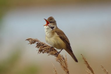 Great Reed Warbler, doğal ortamda bir portre, büyük bir benzerlik.
