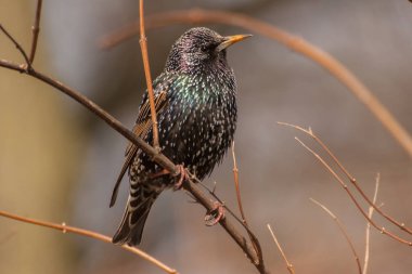 Doğal ortamda sığırcık portresi, sonbahar havası, sarı gaga, renkli tüyler.