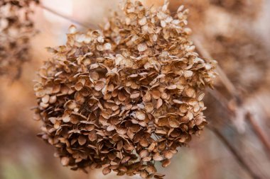 Kış sonrası kuru şakayık çiçeği. Kahverengi kızıllık.