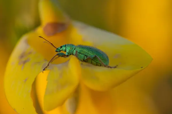Doğal Ortamda Yaprak Üzerinde Küçük Bir Böcek Makro — Stok fotoğraf