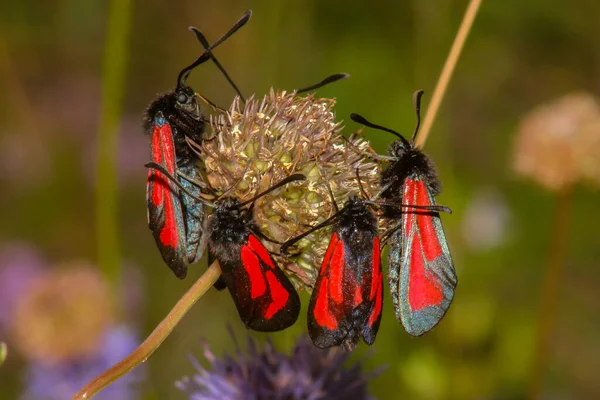 Red Moth Nature Macro Flowers Natural Environment — Stock Photo, Image