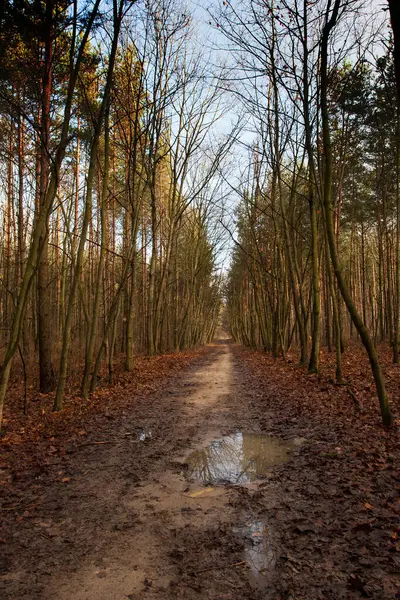 Autumn path in a quiet, empty forest, mud, puddles