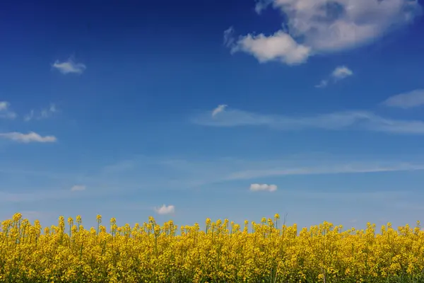 Horizontal landscape with ripening yellow rapeseed, picturesque sky with clouds