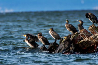 Güneşli bir günde, Kormoran grubu eski bir teknenin enkazında dinlenir.