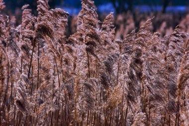 Güneşin göl kıyısında kamışı