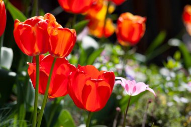 Güneşli bir günde ilkbahar çiçekleri, ilkbaharın ilk işaretleri, yabani çiçekler.