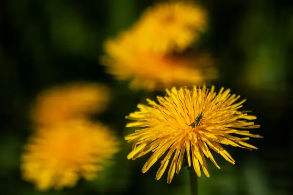 Güneşli Bir Günde Ilkbahar Çiçekleri Ilkbaharın Ilk Işaretleri Yabani Çiçekler - Stok İmaj