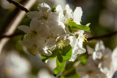 Çiçekli elma ağacının bahar çiçeği güneşli ışıkta, makro