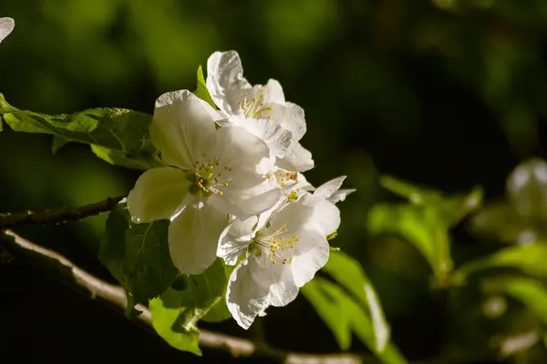 Çiçekli Elma Ağacının Bahar Çiçeği Güneşli Işıkta Makro Telifsiz Stok Fotoğraflar