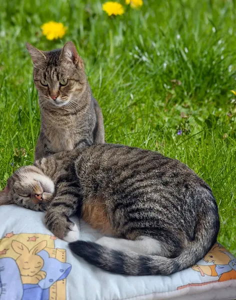 Dwa Koty Odpoczywają Wspólnej Zabawie Ogrodzie Jeden Kot Jest Śmiały Obrazy Stockowe bez tantiem