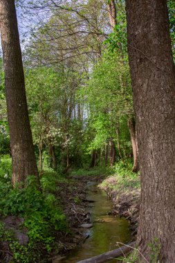 Ormanda akan vahşi bir dere manzarası, doğal çevre.