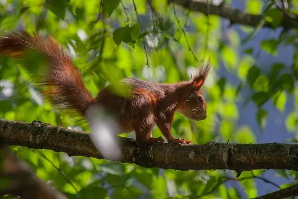 다람쥐는 음식을 나무의 가지를 스톡 이미지