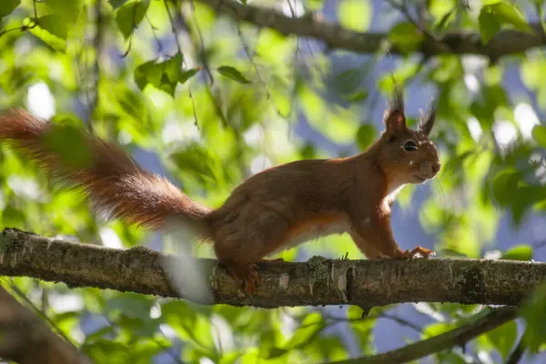 다람쥐는 음식을 나무의 가지를 로열티 프리 스톡 이미지
