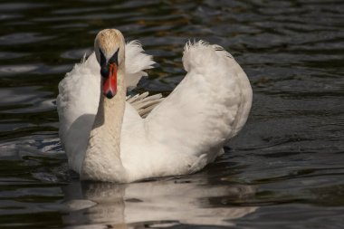 Güneşli bir günde beyaz bir kuğunun portresi, doğal çevre