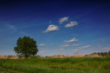 Çayırdaki manzara yalnız bir ağaçla, doğal bir çevre ve güzel bir gökyüzü.