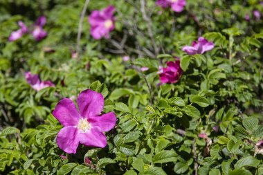 Yaban gülü doğal ortamda yanıyor, vahşi çalılıklarda pembe çiçekler.