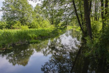 Sakin bir nehir yaprak döken ağaçlar arasında hafifçe akar, güneşli bir günde sahilde görülebilir güzel sazlıklar. Polonya, Podlasie