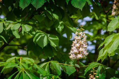 Çiçekli bir kestane manzarası, yeşil yaprakların arka planında taze beyaz çiçekler güneşli bir günde doğal ortam