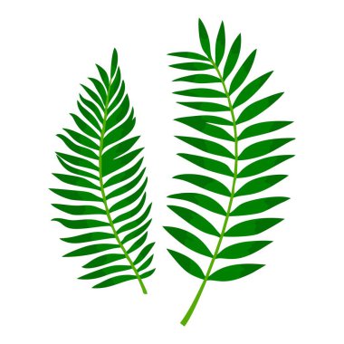 Tropik yeşil yapraklar bitki. Beyaz arka planda izole edilmiş tropik palmiye yaprağı orman tasarımı. Vektör illüstrasyonu.