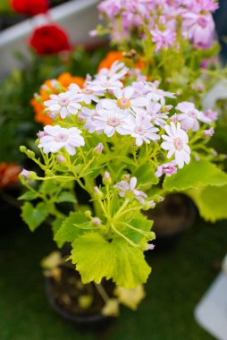 Evde Cineraria Hybrida 'ya bakıyorum.