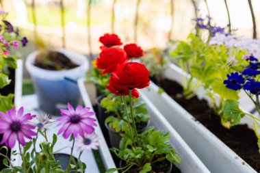 Ranunculus, Cineraria ve Osteospermum çiçekleri beyaz kaplarda