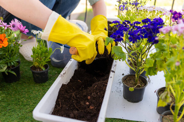 Cropped image of a woman loosening the soil before transplanting flowers on the balcony