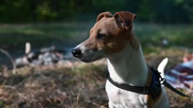 Ormandaki Jack Russell Terrier köpeğinin portresi.
