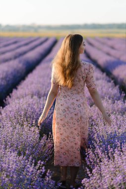 Lavanta tarlasında yürüyen bir kadının arka plan görüntüsü