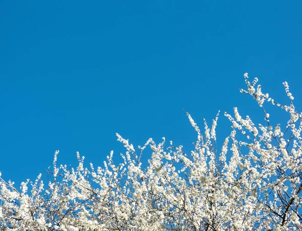 stock image Cherry blossom over clear blue sky, Beautiful White Sakura flowers with Spring Sky