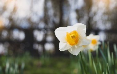 Park 'ta turuncu, yumuşak ve seçici odaklı bahar beyaz nergisleri (Narcissus). Güzel yakın plan beyaz çiçekler, İngiliz bahçesinde süzülen sarı çiçekli bir çiçek.