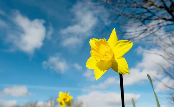Квіти Нарцисів Квітучі Навесні Жовта Квітка Над Блакитним Небом Хмарами — стокове фото
