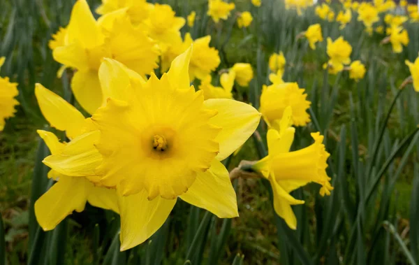 Żonkil Kwiaty Kwitnące Wiosnę Żółte Pola Kwiatów Słoneczny Dzień Letni — Zdjęcie stockowe