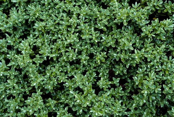 Top View Tropical Gröna Löv Textur Abstrakt Bakgrund Färska Blad — Stockfoto