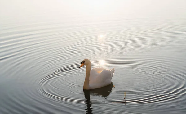 White Swan Beautiful Waterfowl Lake Spring Sunlight Reflection — Stock Photo, Image