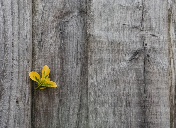 Wooden fence with climber yellow and green leaves in garden,Background Grey wood wall with copy space,Backdrop Structure of a weathered old wooden plank with nature climbing plant on the side