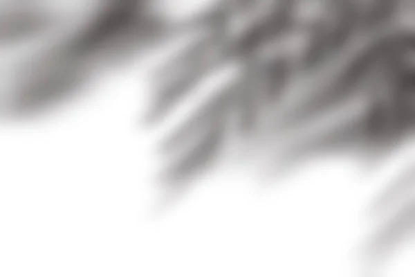 Beyaz Arkaplanda Gölge Bırakır Duvarda Gölge Yaprağının Görüntü Görünümü Şeffaf — Stok fotoğraf