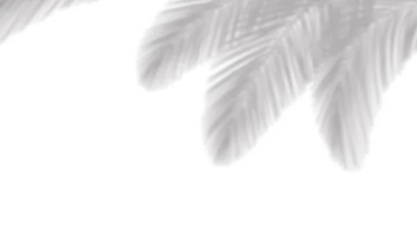 Beyaz Arkaplanda Hindistan Cevizi Palmiyesi Gölgesi Yaprakları Gölgesi Duvarda Gölge — Stok fotoğraf