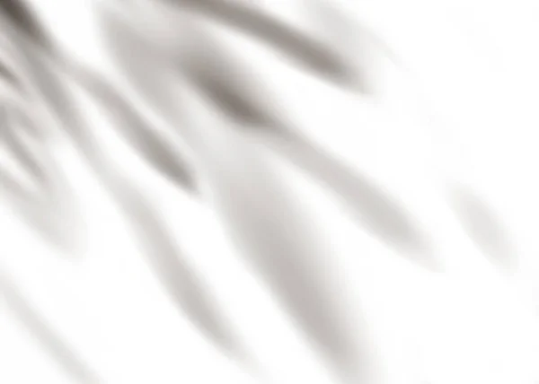 Листья Тени Накладываются Белый Фон Изолированные Прозрачные Листья Ветвей Элементы — стоковое фото