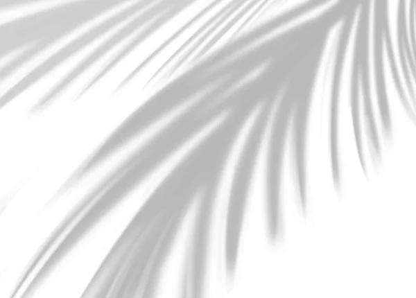 Листья Тени Накладываются Белый Фон Прозрачный Кокосовый Пальмовый Лист Изолированные — стоковое фото