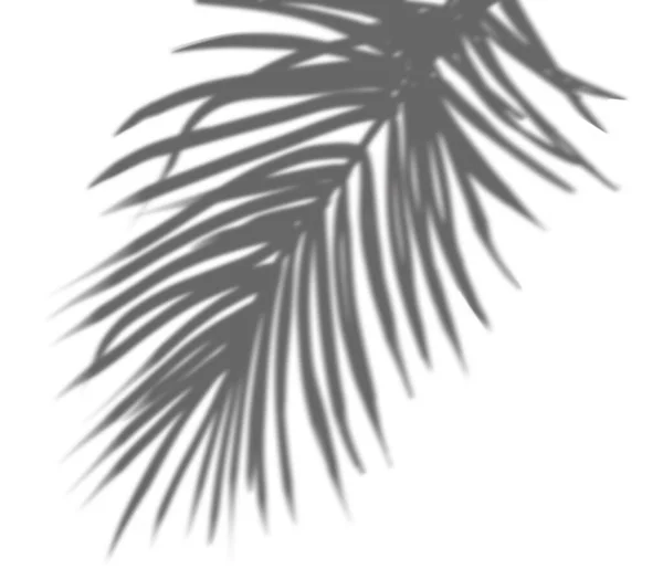Кокосовая Пальма Оставляет Тень Белом Фоне Наложение Тропических Листьев Солнечный — стоковое фото