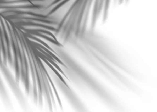 Kokosové Palmové Listy Stín Bílém Pozadí Tropické Listy Překrytí Sluneční — Stock fotografie