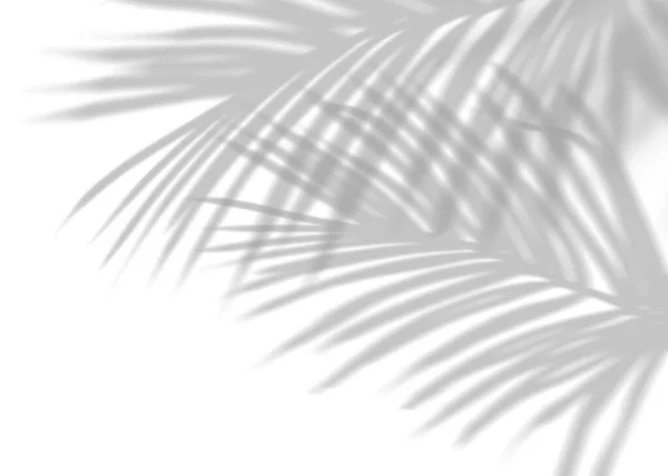 Liście Palmy Kokosowej Cień Białym Tle Pokrycie Liścia Tropikalnego Promień — Zdjęcie stockowe