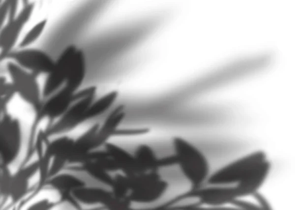 Leaves Shadow Overlay White Background Natural Branches Leaves Overlay Layout — Stock Photo, Image