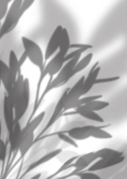 Накладывается Тень Белый Фон Накладываются Листья Природных Веток Композиция Макета — стоковое фото