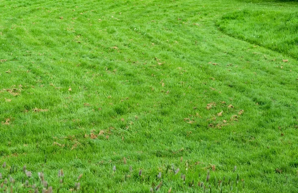 Pole Trawy Tekstury Natura Green Meadow Sport Field — Zdjęcie stockowe