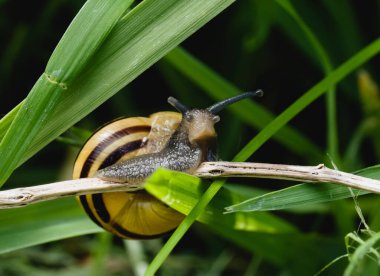 Baharda bahçede kuru yaprak üzerinde salyangoz Muller. Ormandaki yabani çimlerde sürünen kahverengi kabuklu yumuşakça salyangozlar, yaz parkında vahşi sümüklüböcekler ile sabah doğal güzelliği. 